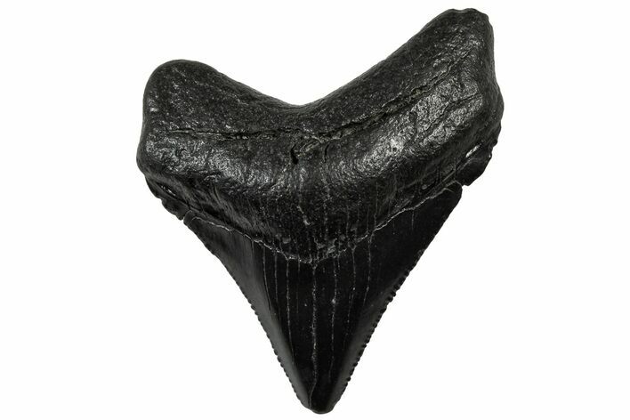 Serrated, Juvenile Megalodon Tooth - South Carolina #310500